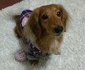 別ウインドウで開きます