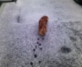 別ウインドウで開きます