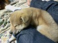 別ウインドウで開きます