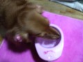 別ウインドウで開きます