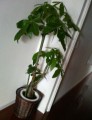別ウインドウで開きます
