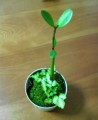 別ウインドウで開きます
