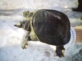 別ウインドウで開きます
