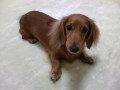別ウインドウで開きます