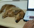 別ウインドウで開きます