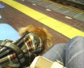 別ウインドウで開きます