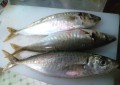 別ウインドウで開きます